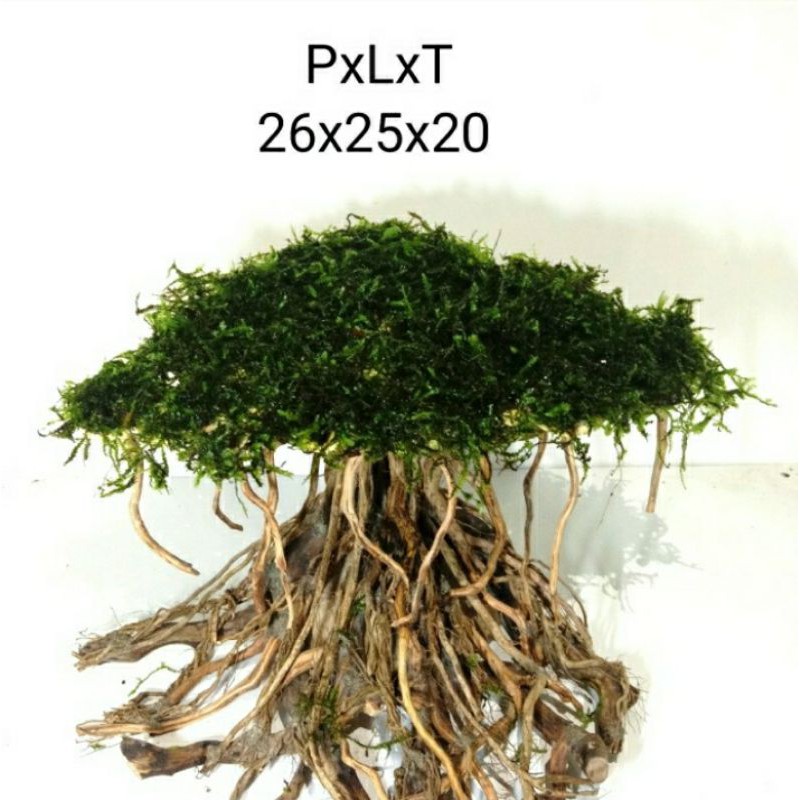 bonsai aquascape plus mos pohon bonsai aquascape beringin