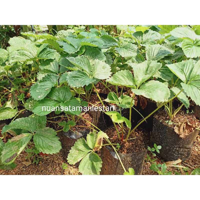 Bibit Tanaman Strawberry / bibit pohon strawberry