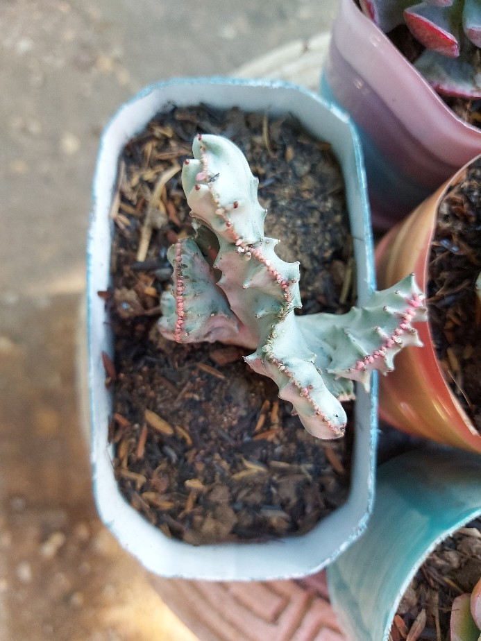 Sukulen Dan Kaktus | Euphorbia Lactea Crested