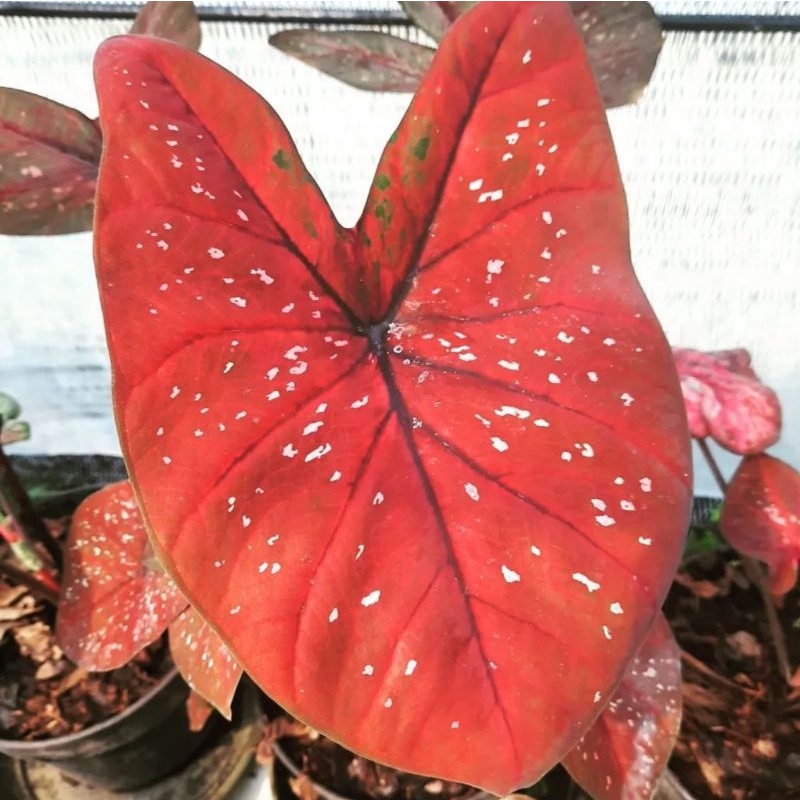 Caladium DOH / keladi hias / bunga keladi / tanaman keladi hidup / caladium wayang /tanaman hias kel