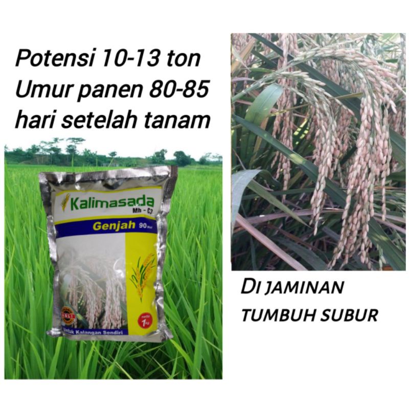 Benih Padi Kalimasada mh c3 genjah cepat panen gabah besar dan panjang