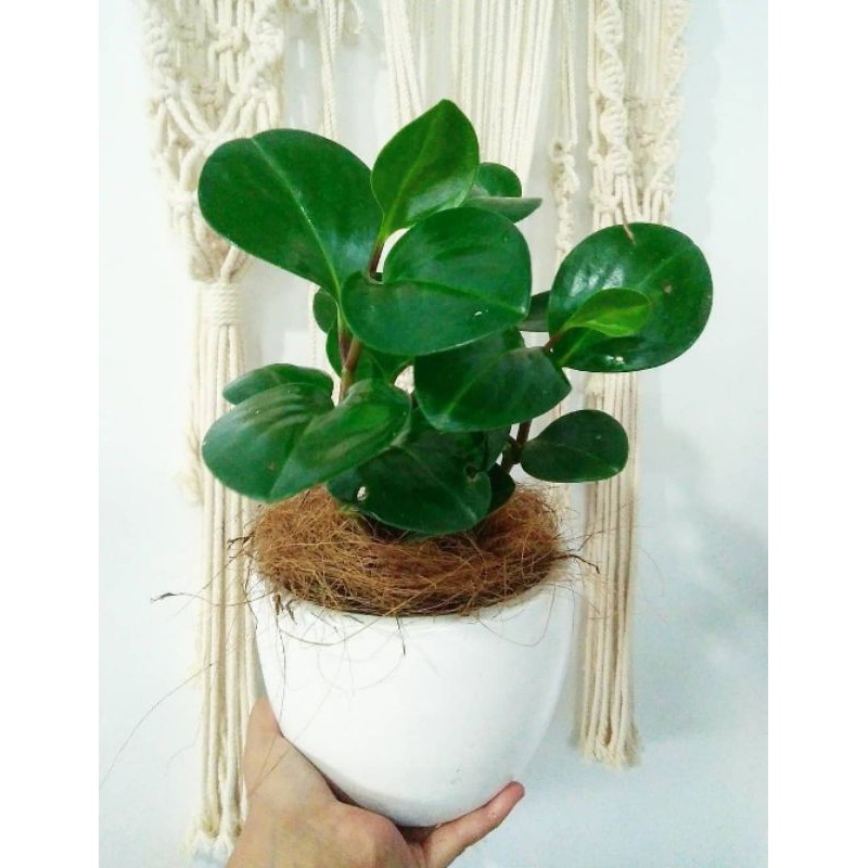 tanaman hias peperomia hijau / peperomia / tanaman peperomia