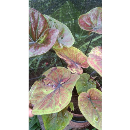 biji keladi rot x H51