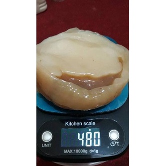 

FSNK TERMURAH!!! SCOBY ATAU JAMUR DIPO TERMURAH UNTUK MEMBUAT KOMBUCHA Kualitas Super