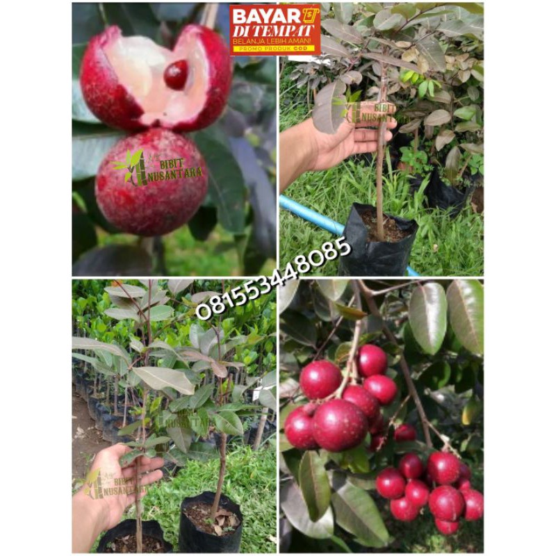 Bibit kelengkeng merah unggul