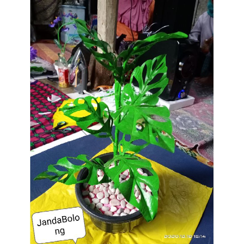 Bunga Hiasan janda Bolong