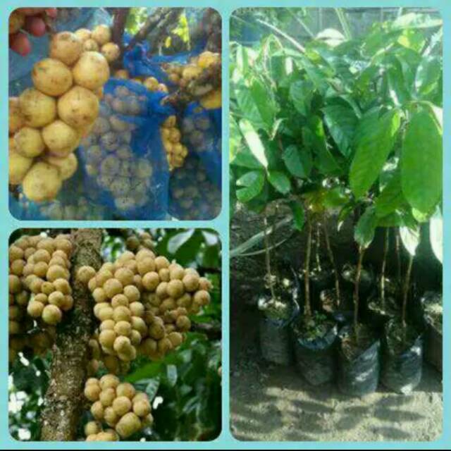 Bibit buah duku palembang