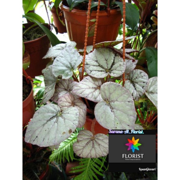 Tanaman hias Begonia silver dollar