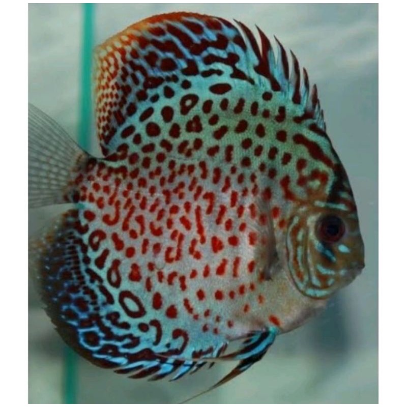 discus leopard ukuran 2 inc
