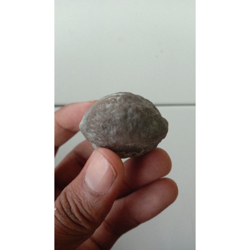 Muncang/kemiri adu jenis jalim Hulk