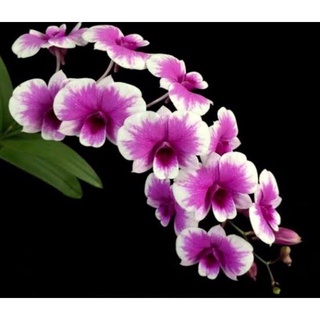 dendrobium yaya compactum ( mini )