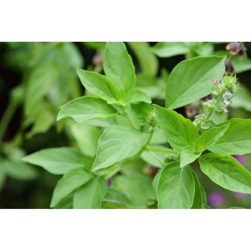 500 Biji - BENIH KEMANGI LOKAL SUPER - BIBIT SAYURAN LALAPAN DAUN - KOMANGI  Bibit Lalapan BASIL LEMON-3