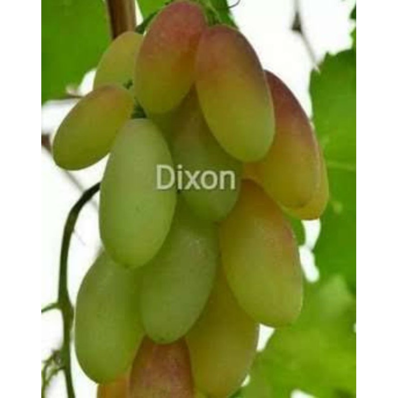 Bibit anggur dixon