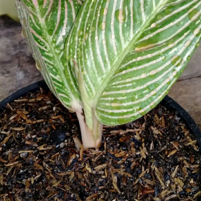 BIBIT AGLONEMA GOLDEN HOPE