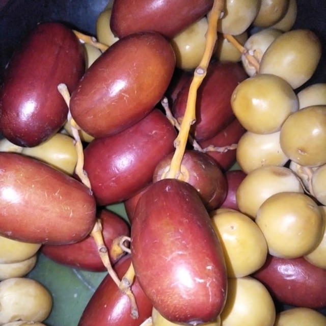 

Kurma muda kuning dan merah
