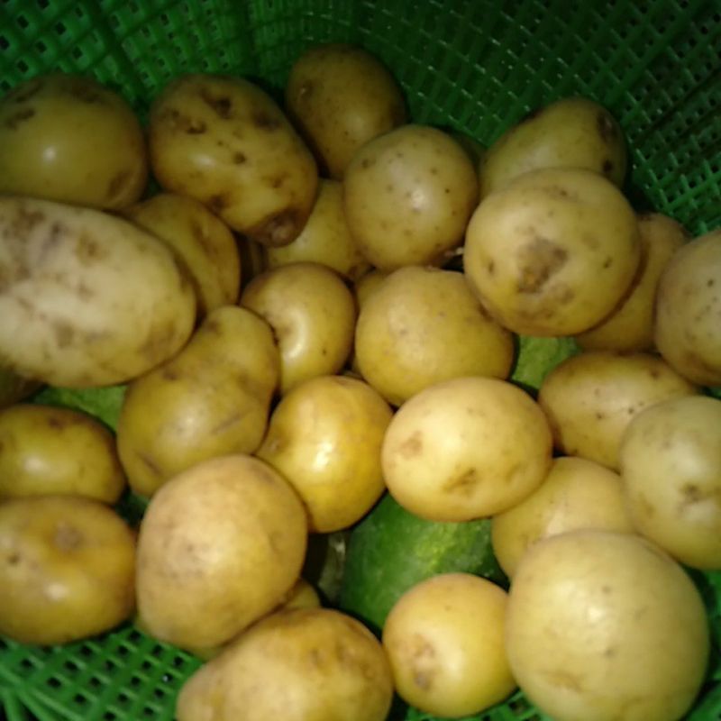 

Sayur Kentang Segar kecil