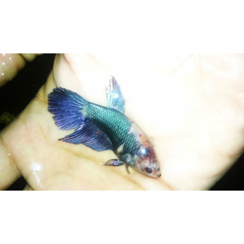 female HM copper dan HM Fccp
