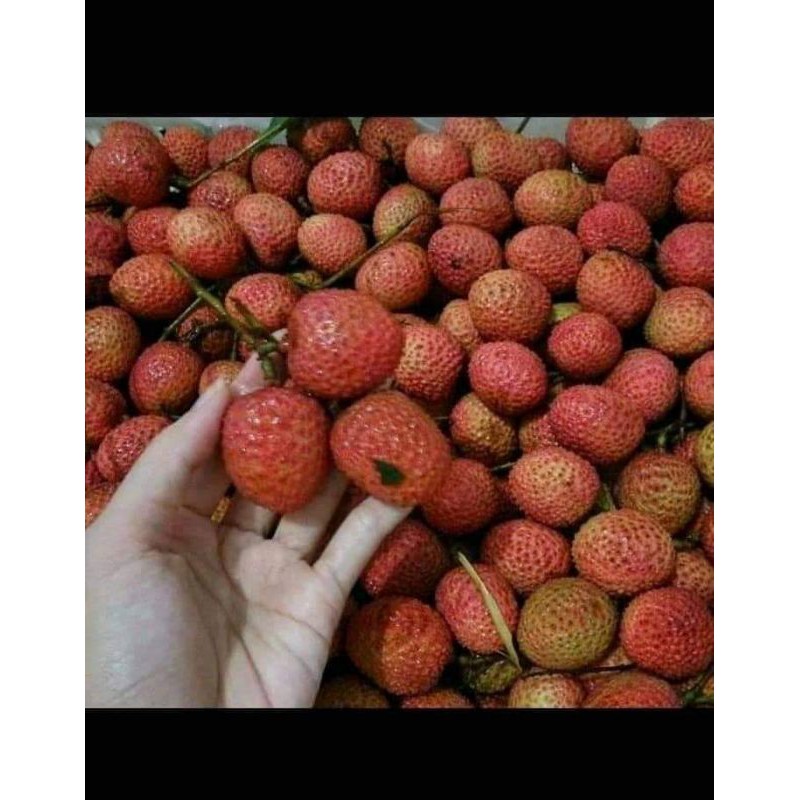 paket bibit buah