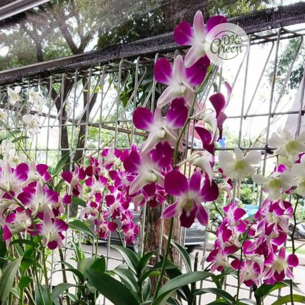 Anggrek Vanda Douglas