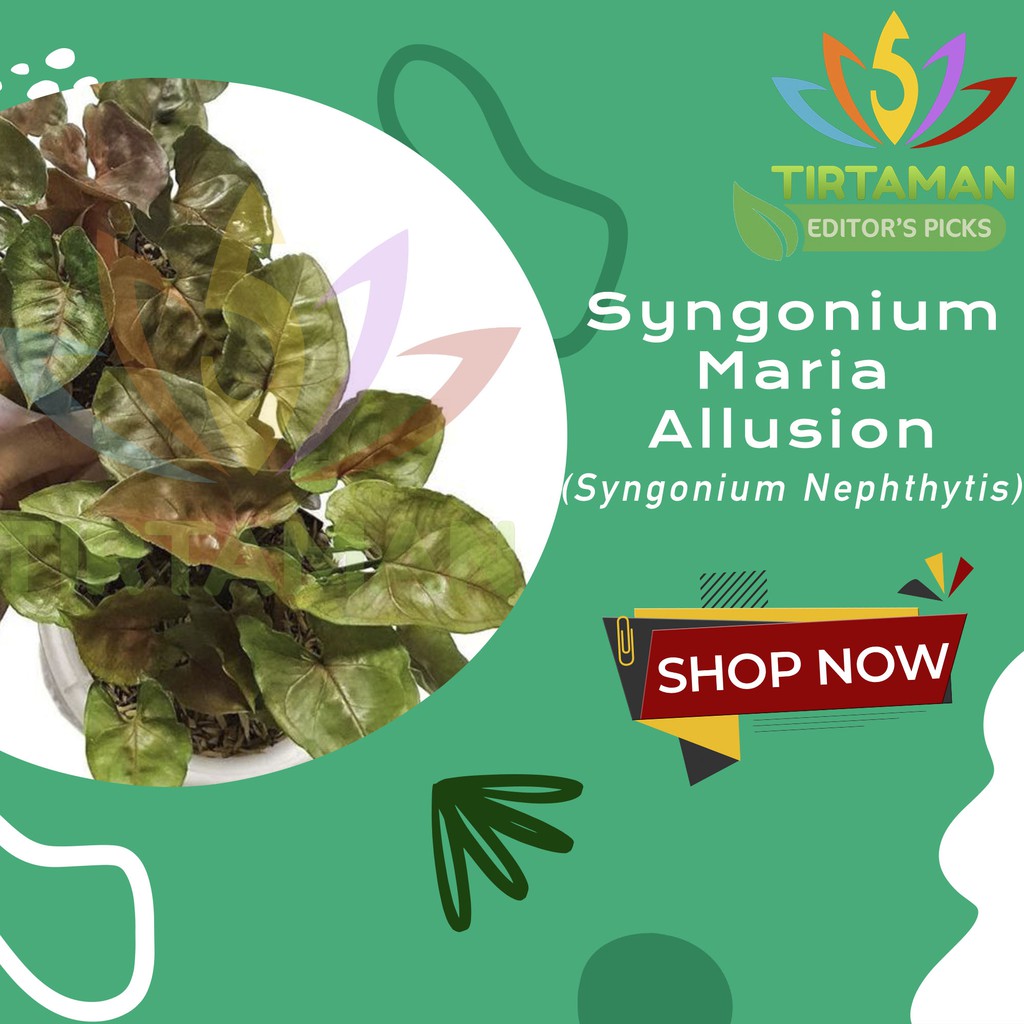 Syngonium Maria Alussion / Singonium Podophyllum
