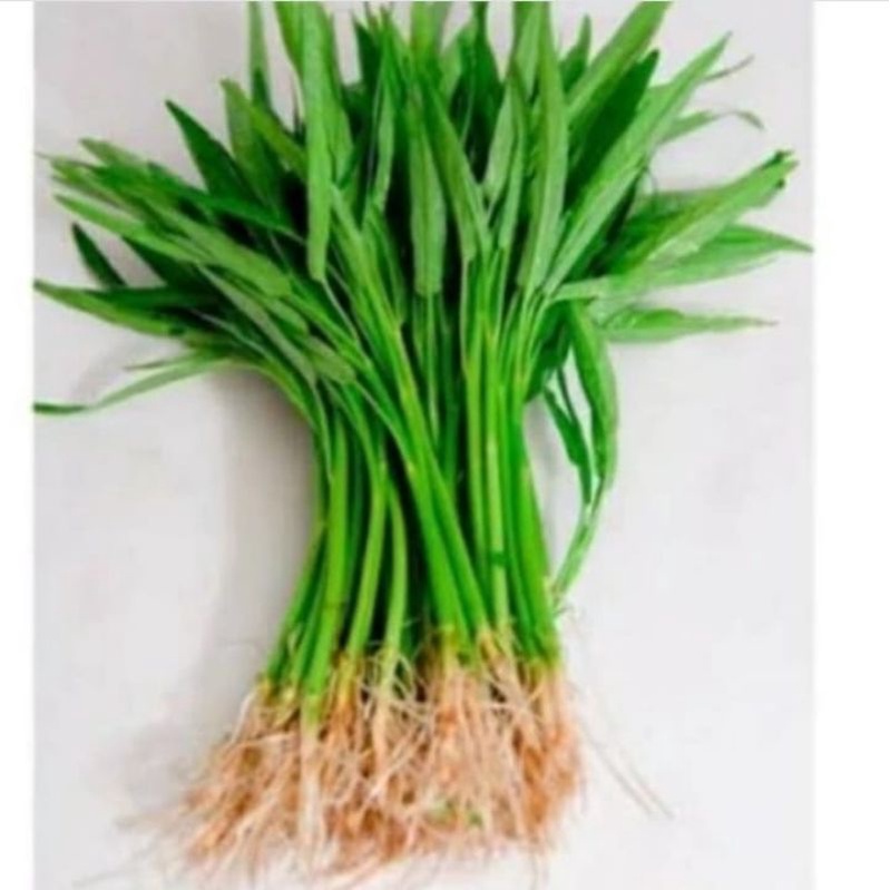 

kangkung segar