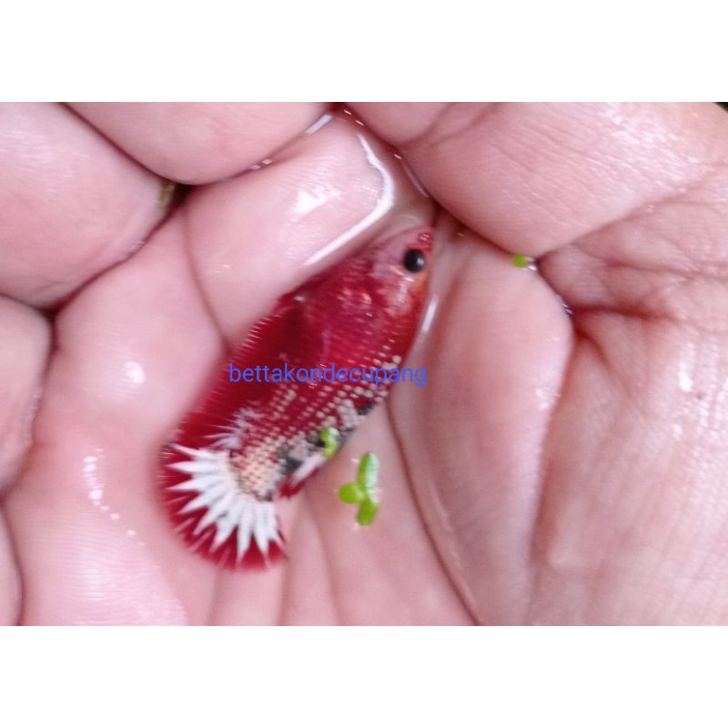 female FCCP read head