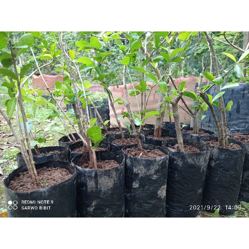 Bibit sianci manis/cherry barbados bonsai termurah
