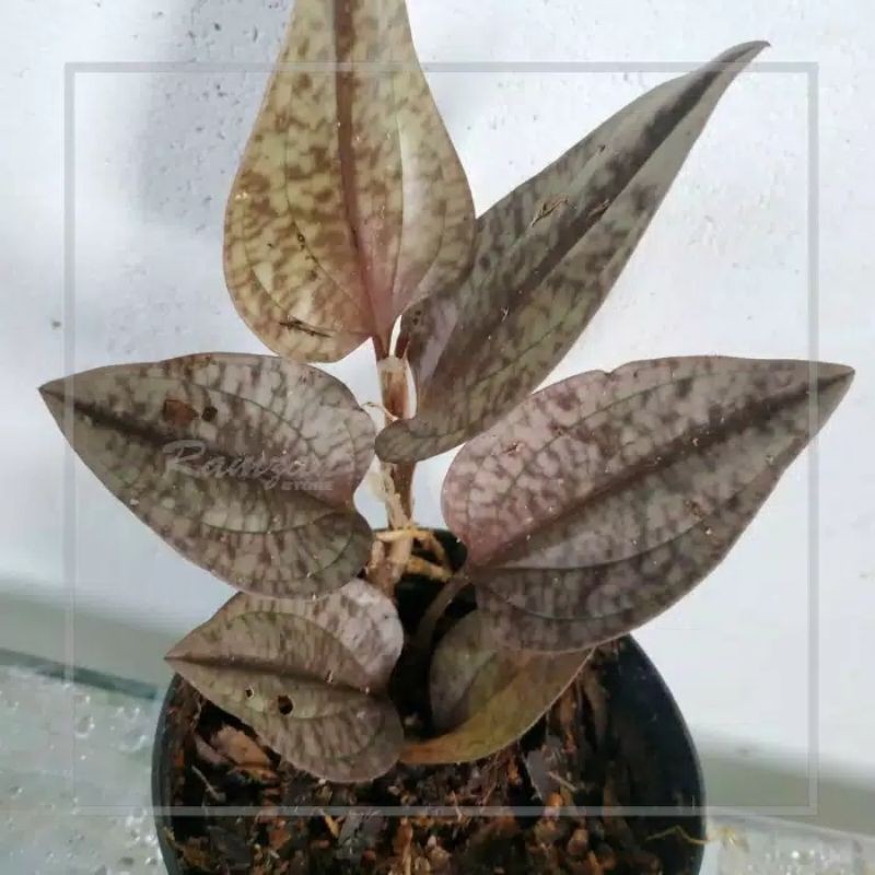 anggrek tanah jewl Orchid nephelapellyum sp hutan murah