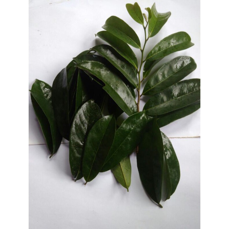 

Daun sirsak segar/100 lembar