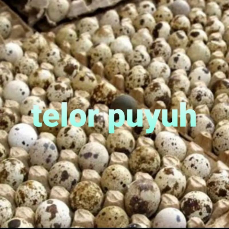 

TELOR PUYUH :/ 250 GRAM