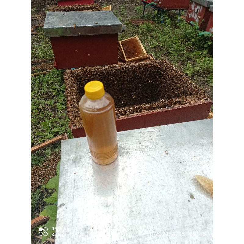 

madu murni DK madu multiflora 650gram