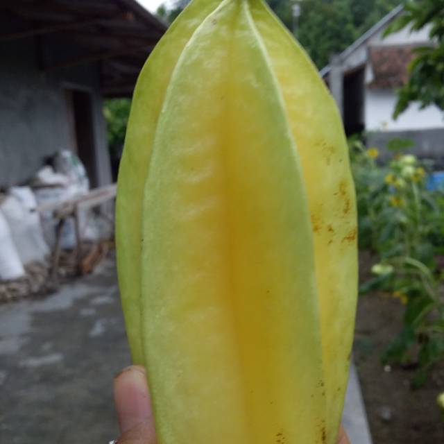 

Blimbing madu