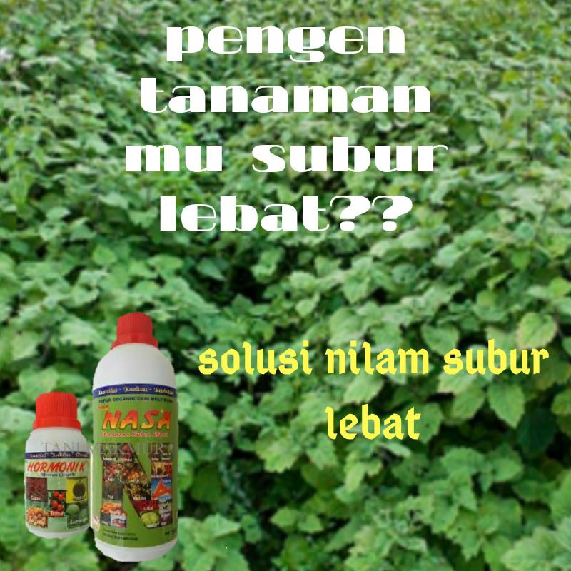 nama pupuk nilam