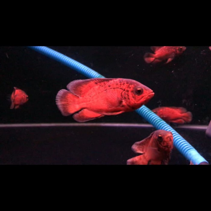 NEW PRODUCT Oscar Red Paris Black 7-8cm AR223