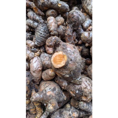 

temulawak segar original berat 500gr| cheapest ginger weighs 500gr