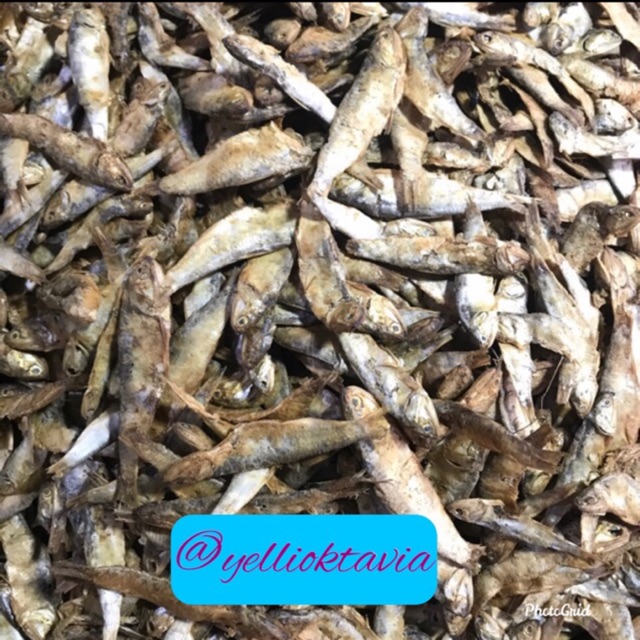 

Ikan terubuk