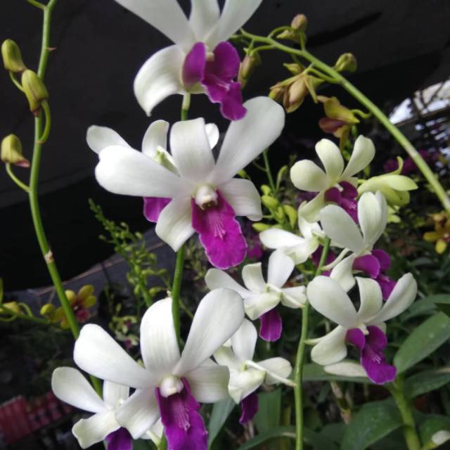 bibit Anggrek Dendrobium New Wonleng Dewasa