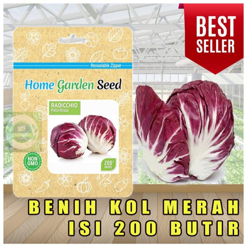 Benih Kol Kubis Ungu Radicchio
