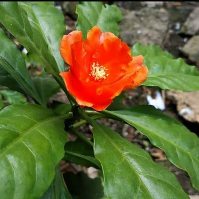 

Daun tujuh jarum obat untuk berbagai penyakit