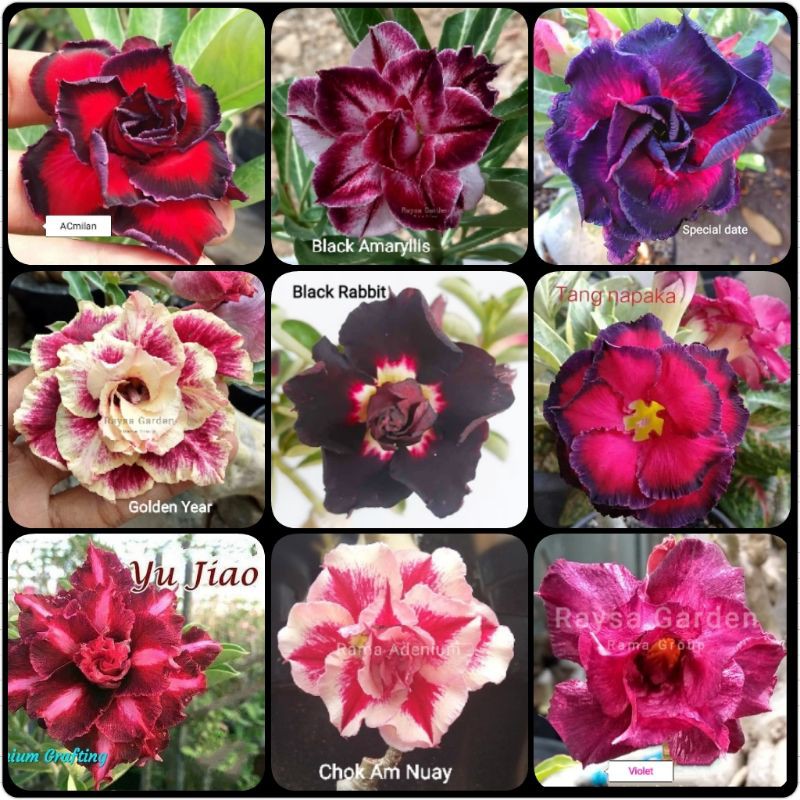 Adenium bunga tumpuk size B