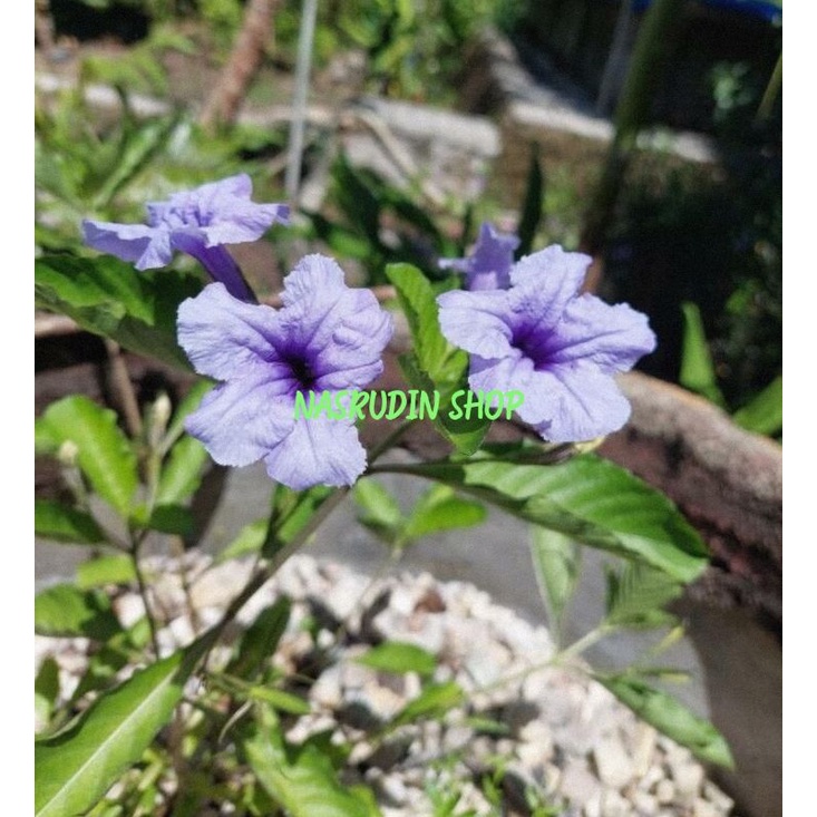

DAUN KENCANA UNGU SEGAR LANGSUNG PETIK / RUELLIA TUBEROSA / DAUN PLETEKAN