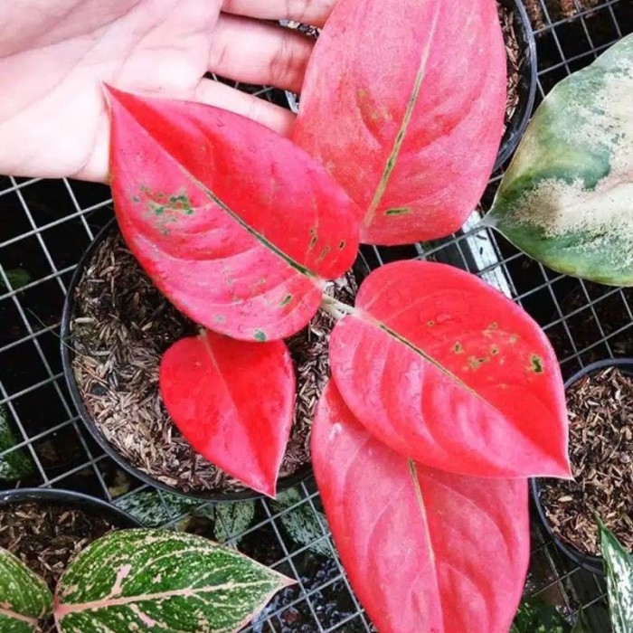 Bonggol Aglonema Suksom Jaipong