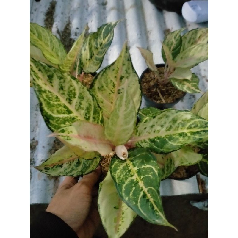 Aglonema Frozen (Aglonema Thailand)