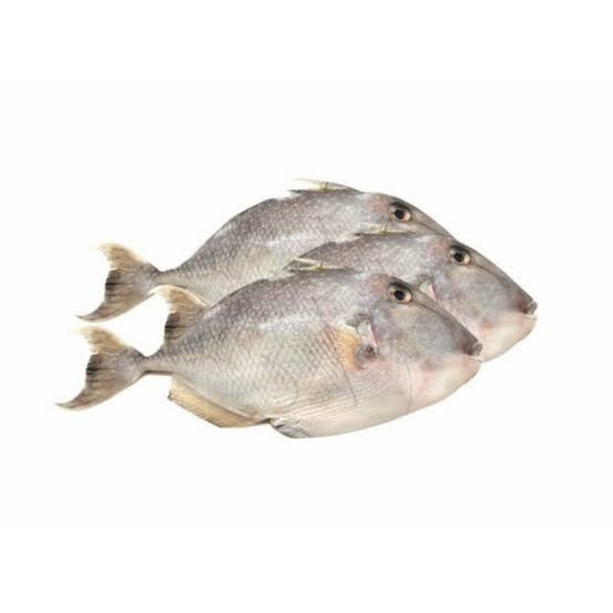 

ikan ayam ayam per kg