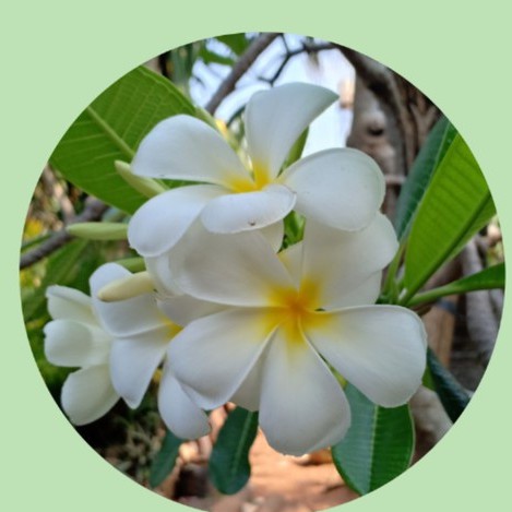 bibit stek kamboja bali (plumeria) bunga putih