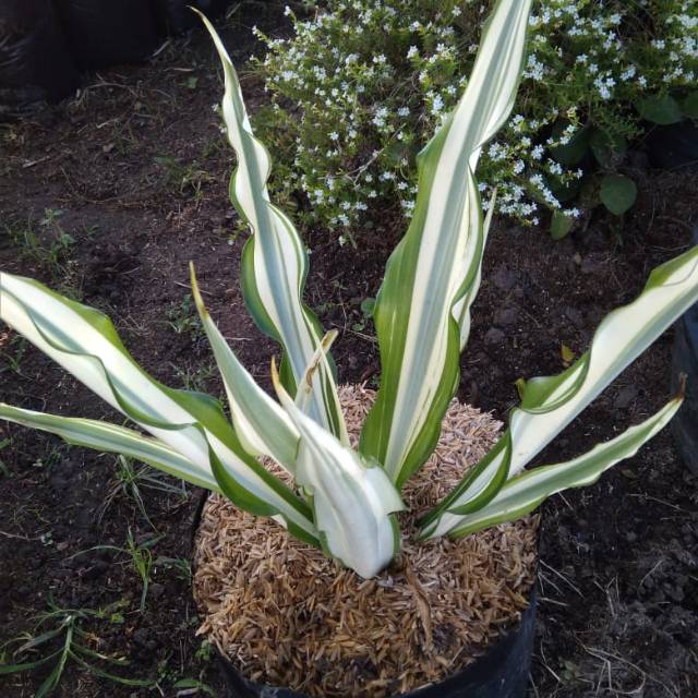 TANAMAN HIAS AGAVE KUNING