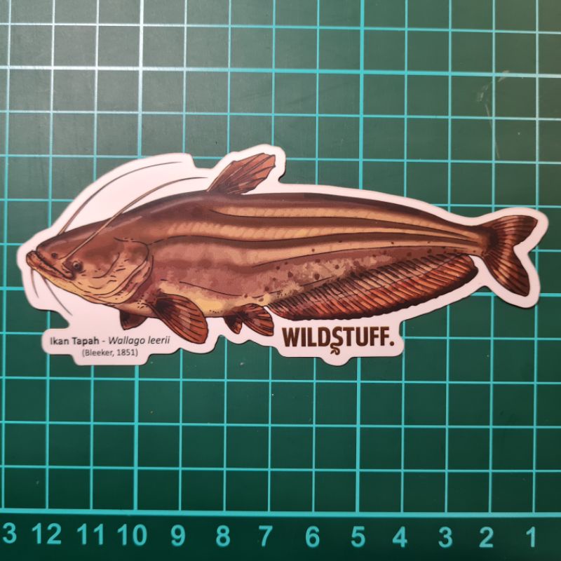 

STICKER IKAN TAPAH WALLAGO LEERII