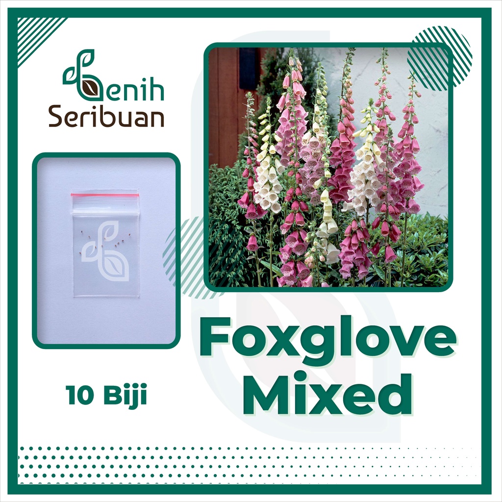 BS-BYL Bibit Bunga Benih Tanaman Bunga Hias Matahari Mawar Aster Vinca Krisan Telang Sunflower Krokot Lavender Marigold Zinnia-FOXGLOVE MIXED