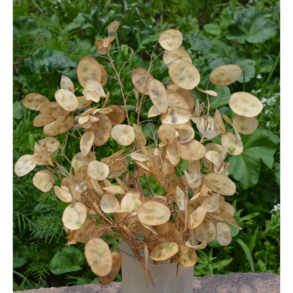 Benih Bibit Biji - Money Plant Silver Dollar (Lunaria biennis) Seeds - IMPORT