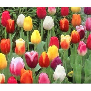 Taman Bunga Tulip Benih Bibit Biji Bunga Tulip Warna Warni Campur Shopee 